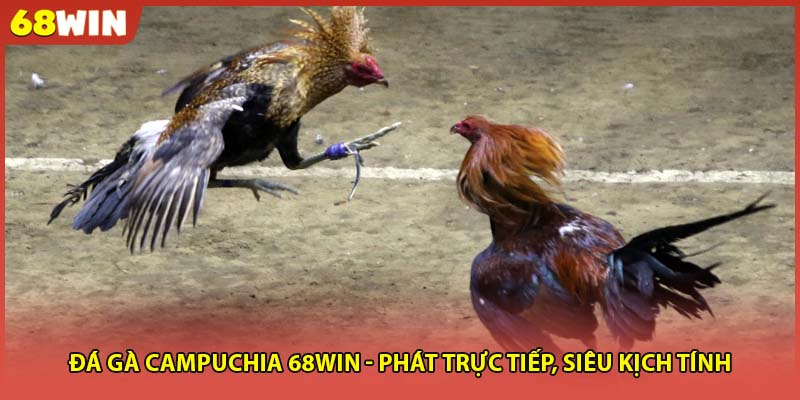 Đá Gà Campuchia 68WIN - Phát Trực Tiếp, Siêu Kịch Tính
