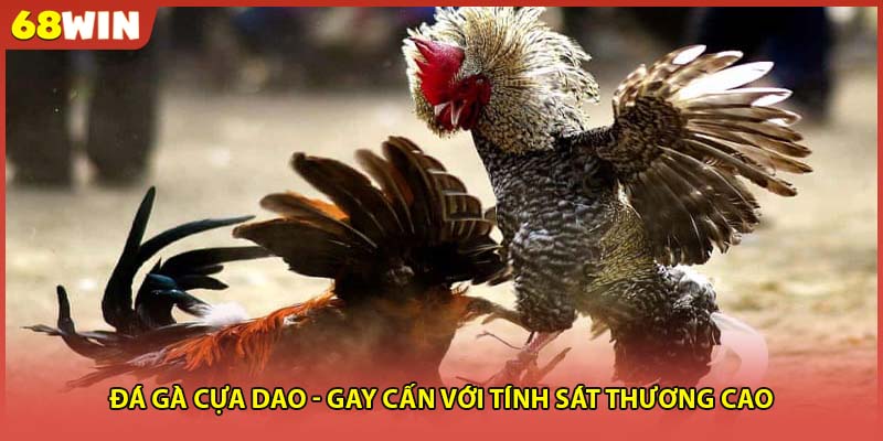Đá gà cựa dao - Gay cấn với tính sát thương cao