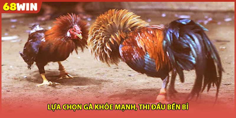 Lựa chọn gà khỏe mạnh, thi đấu bền bỉ